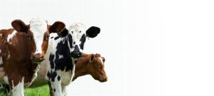 Agriculture Products