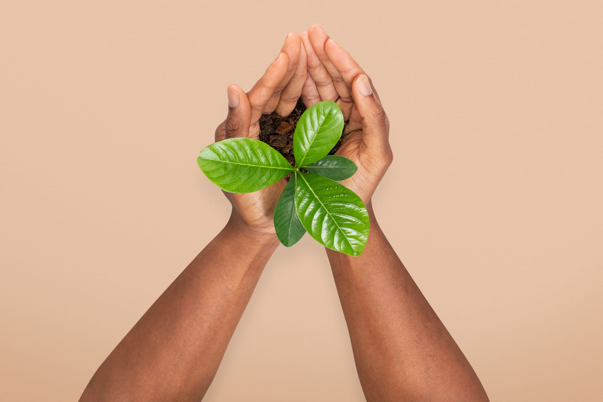 Hands holding green leaves symbolizing growth